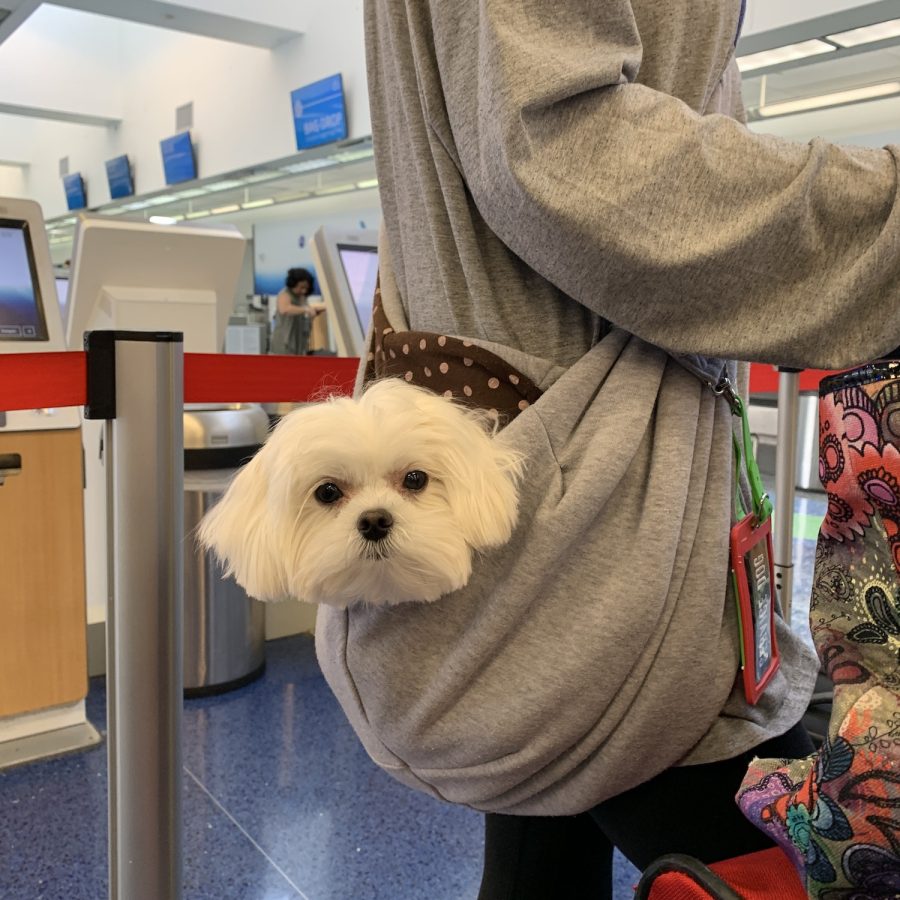 Little dog traveling in style in a puppy sling🌟🌟🌟nominated 🌟🌟🌟